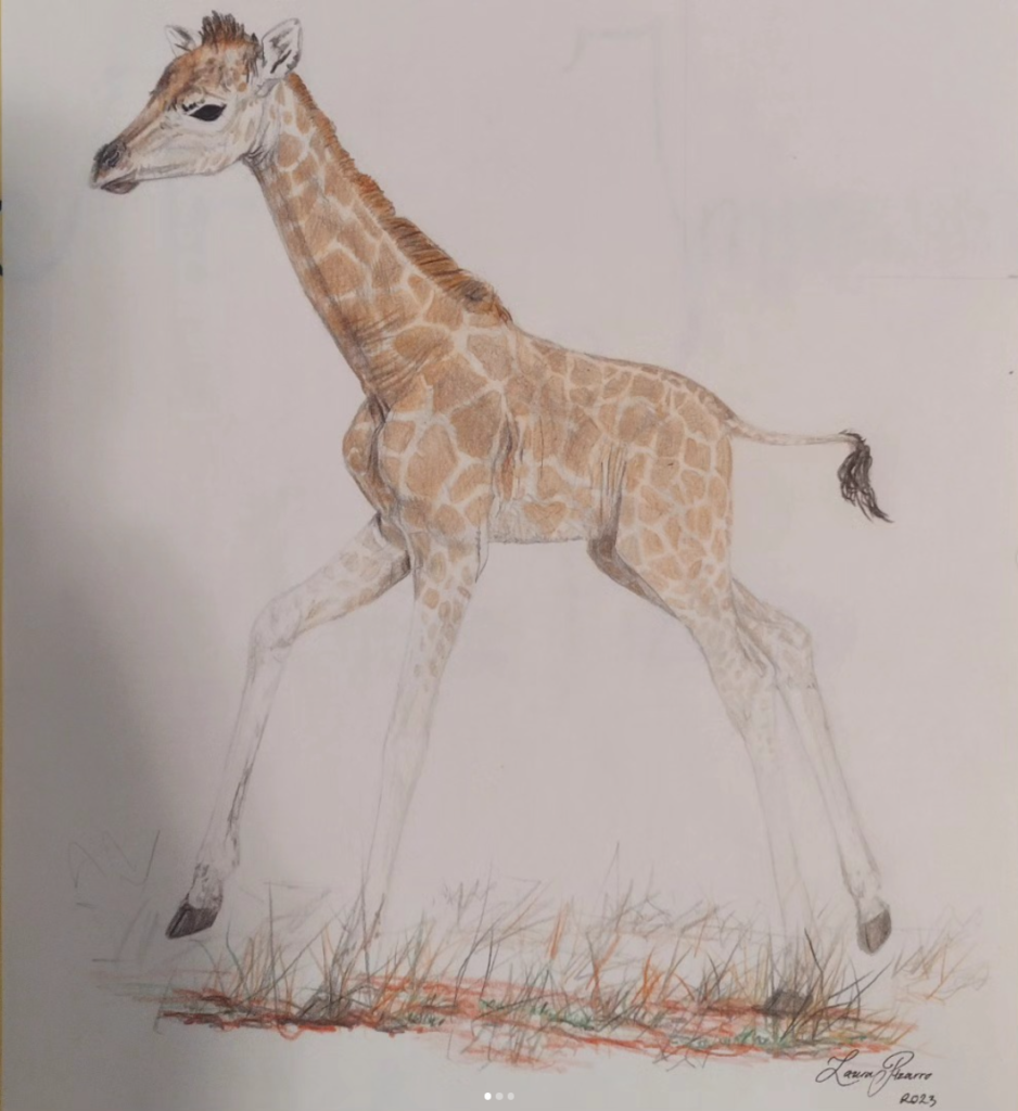 Baby Giraffe Sketch