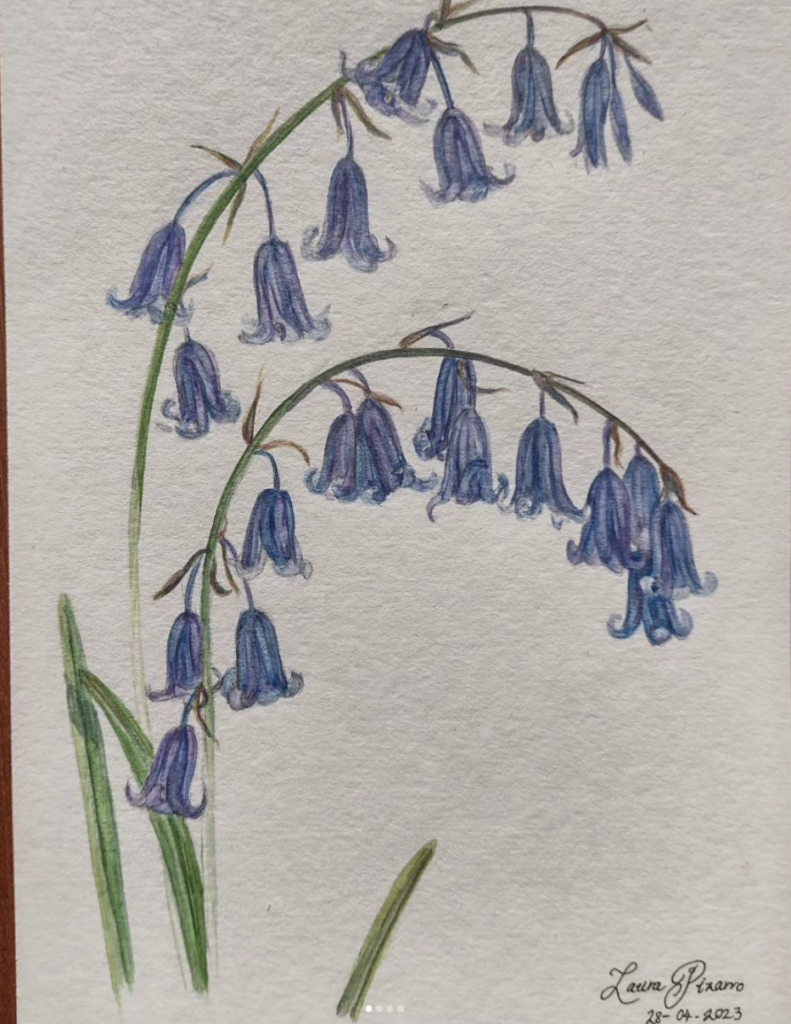Bluebells Study