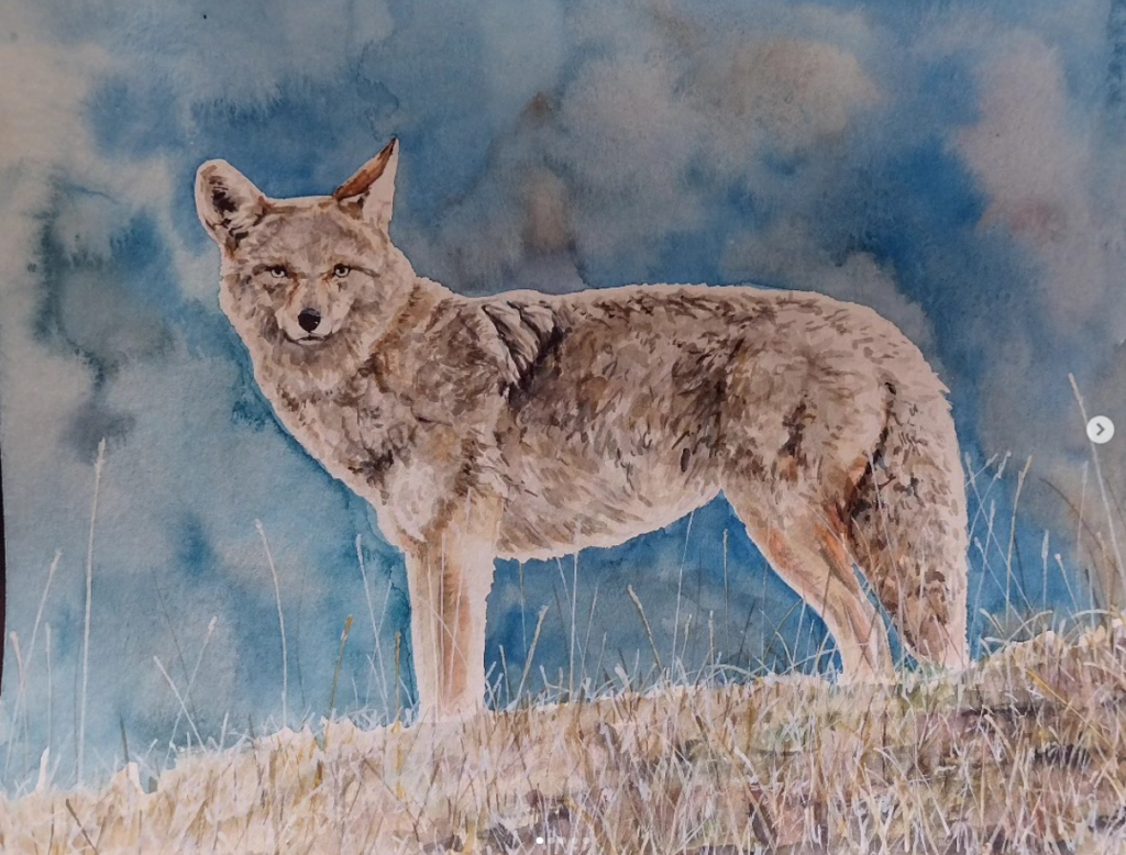 Coyote on Ridge