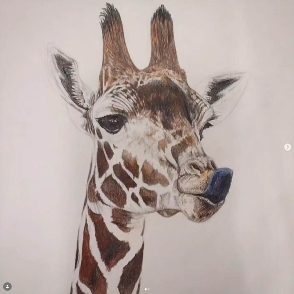 Giraffe Portrait Study