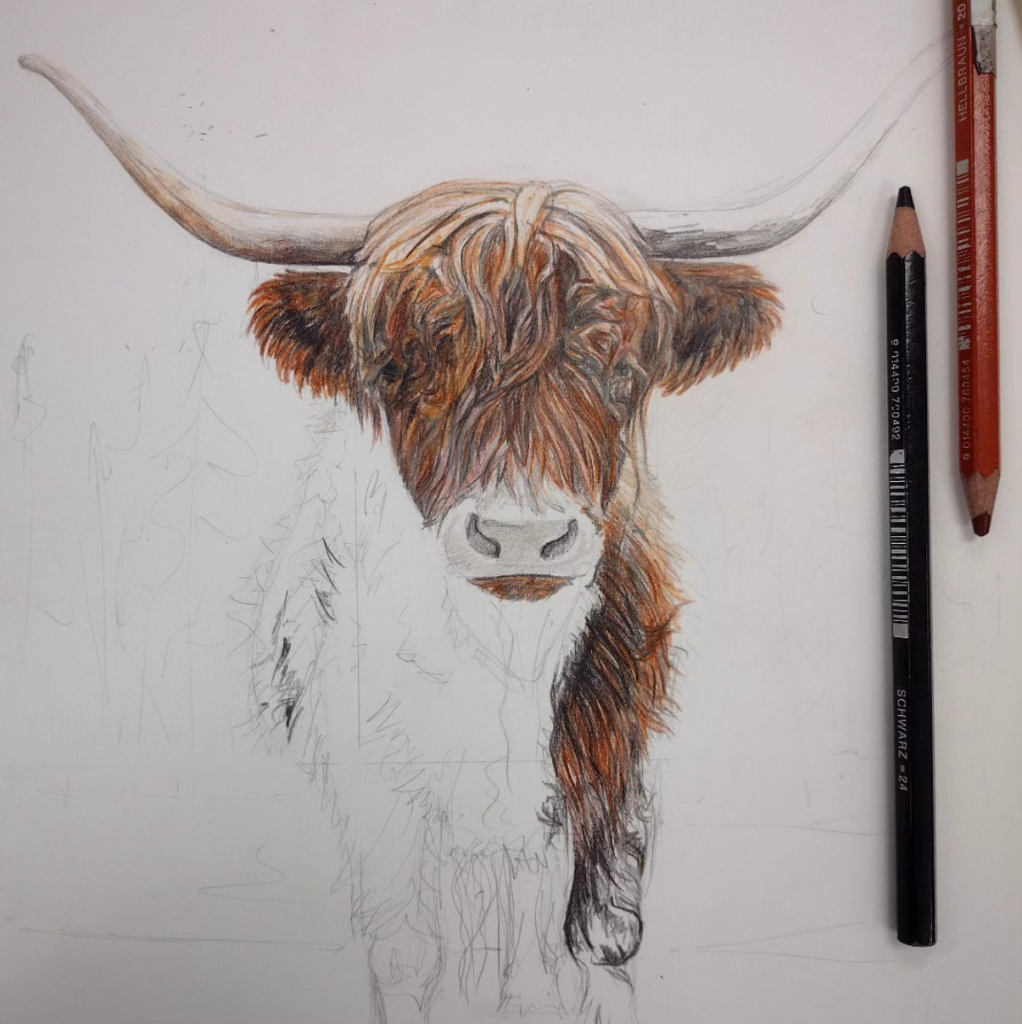 Highland Cow Sketch