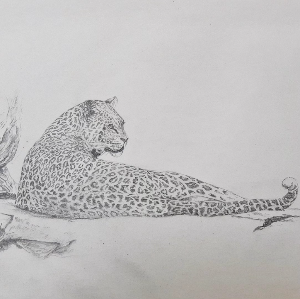 Leopard Study