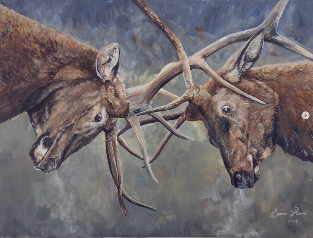 Locked Antlers
