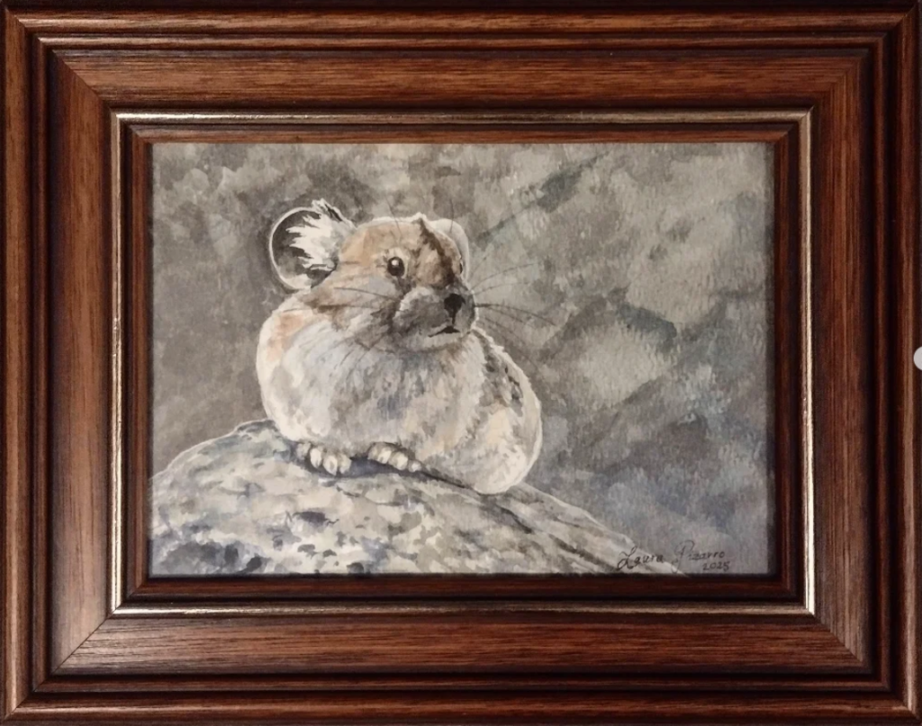 Pika on Rock