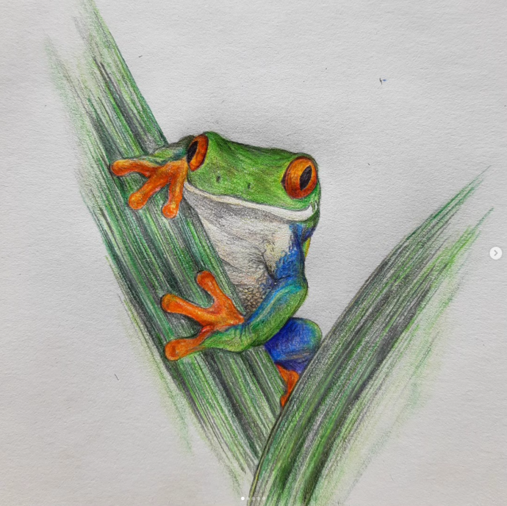 Red-Eyed Tree Frog