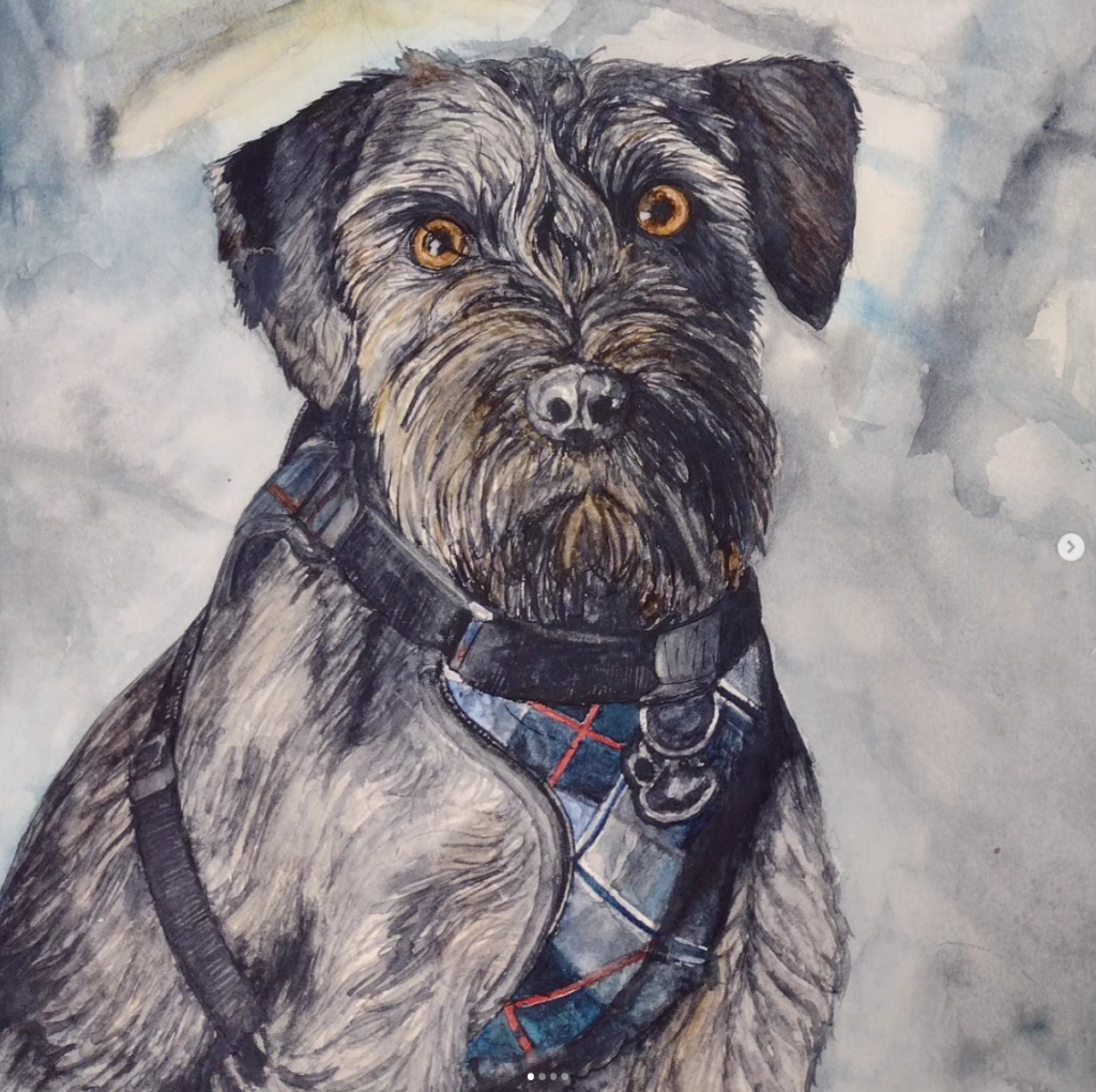 Schnauzer Portrait