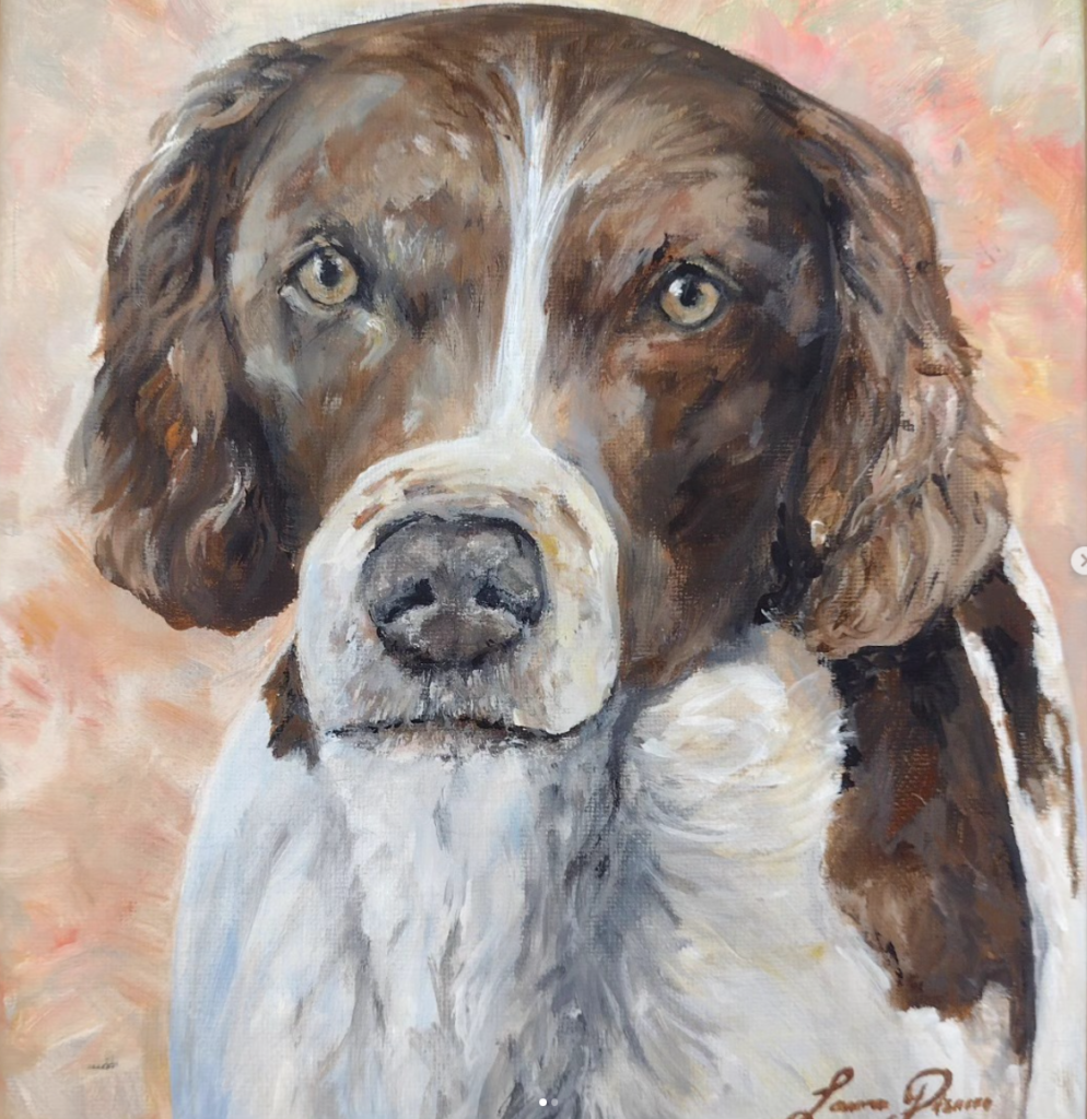 Springer Spaniel