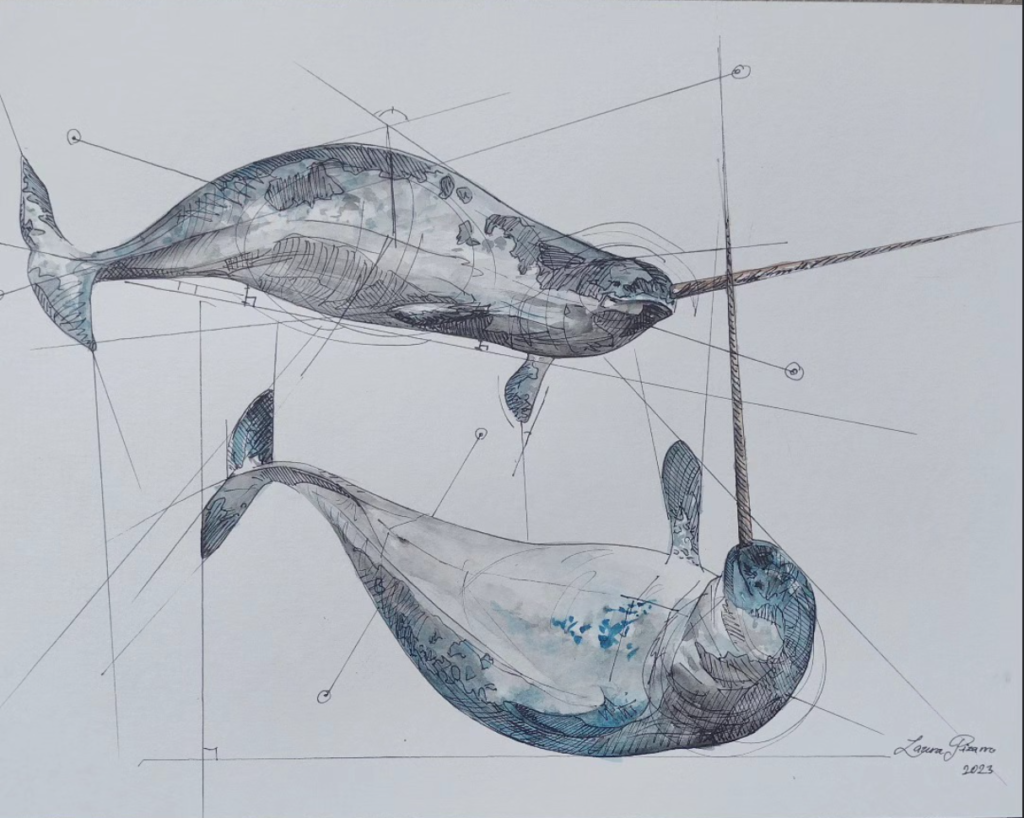 Whale Geometry Study