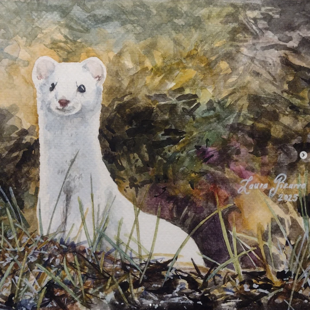 White Ermine