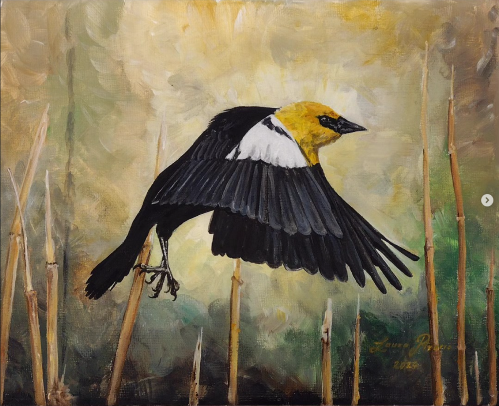 Yellow-Headed Blackbird